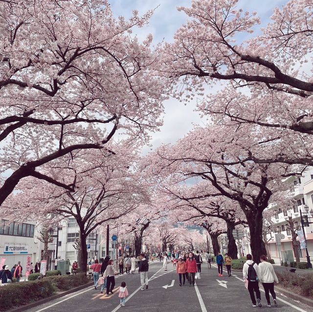 4年ぶりのひたちさくらまつり🌸