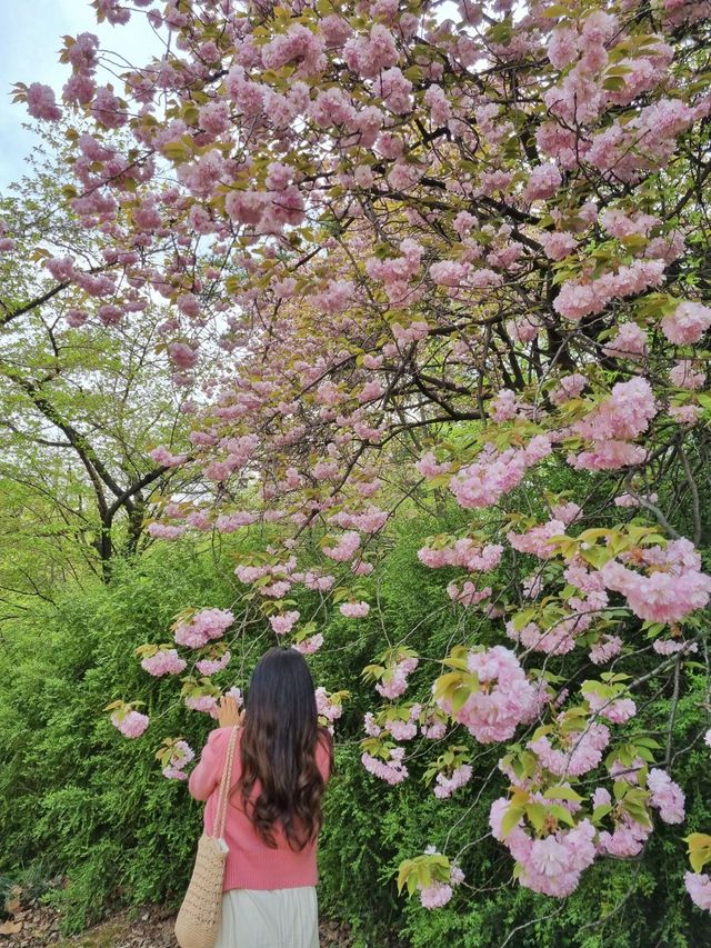 서울 겹벚꽃은 어린이대공원에서🌸