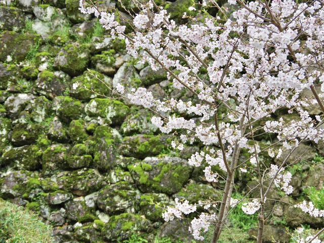 【高知市】日本百名城の春🌸