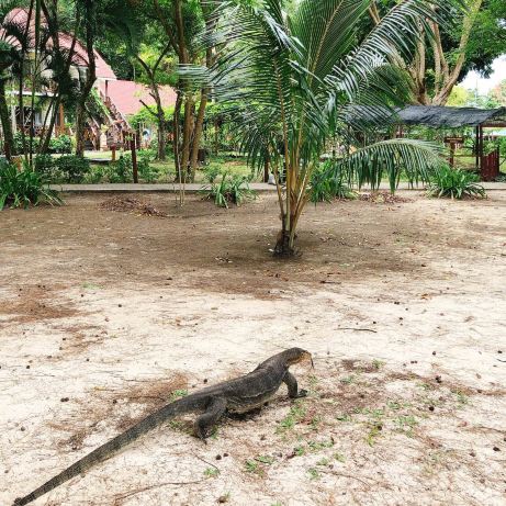 マレーシア、サバ州、マヌカン島 🇲🇾 島の野生動物 🦎 巨大なトカゲ