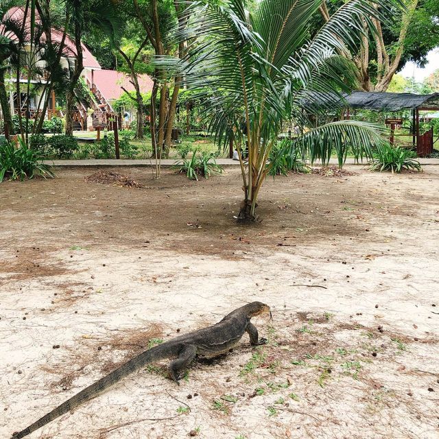 馬來西亞🇲🇾沙巴馬努干島🏝️島上野生動物🦎巨大蜥蜴🦎
