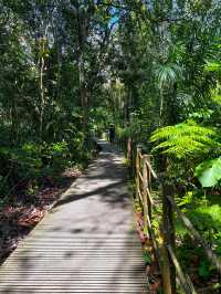 Back into nature - MacRitchie Nature Trail