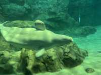【名古屋・港区】日本最大級❗️海の生き物について学べる場所🐬