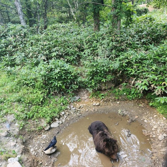 Mountain bear Hokkaido 