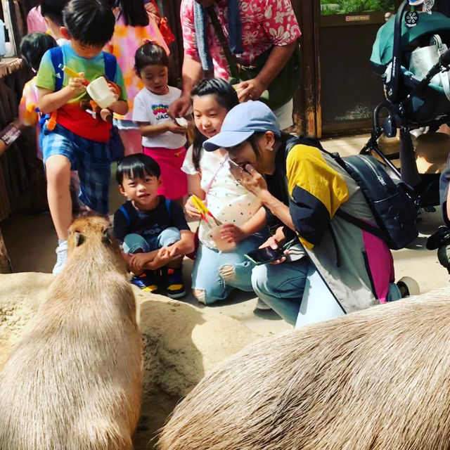 神戶動物王國Kobe Animal Kingdom 
