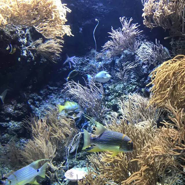 S.E.A Aquarium Singapore 🐳🐠🐡🦑