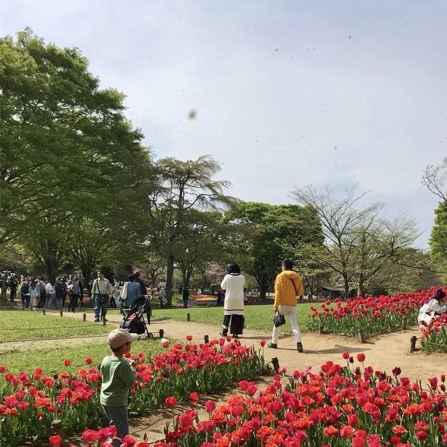 Showa Memorial Park 