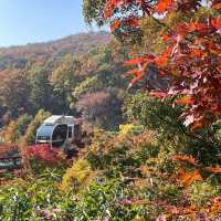 숲 속 산책하기 좋은 서울 근교 핫플🍁