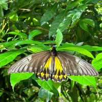 Kuala Lumpur Butterfly Park