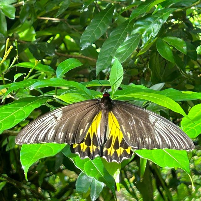 Kuala Lumpur Butterfly Park