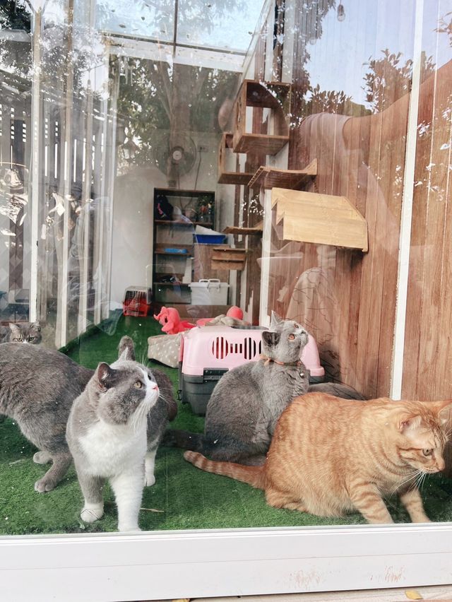 คาเฟ่แมว  Miku Cafe 🐱😽