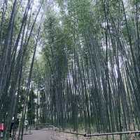 京都嵐山綠竹林徑