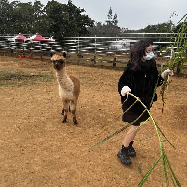 埔心牧場 餵食之旅 埔心牧場 餵食之旅