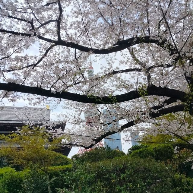 世界中の観光客を呼び寄せる桜の増上寺