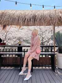 인정할 수 밖에 없는 용인 벚꽃뷰 카페 🌸