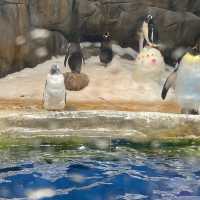 去邊去玩？🤣來香港Ocean Park。