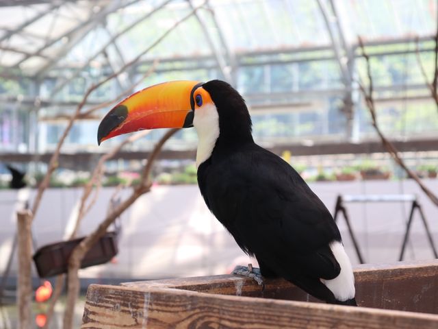 【静岡】鳥たちが飛び回る温室！掛川花鳥園をご紹介