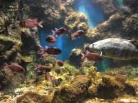 KKB Aquarium 🐟