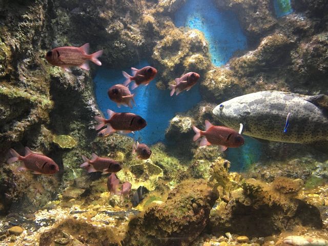 KKB Aquarium 🐟