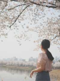 벚꽃 명소 🌸 서울에 석촌호수가 있다면 수원에는 만석공원!  
