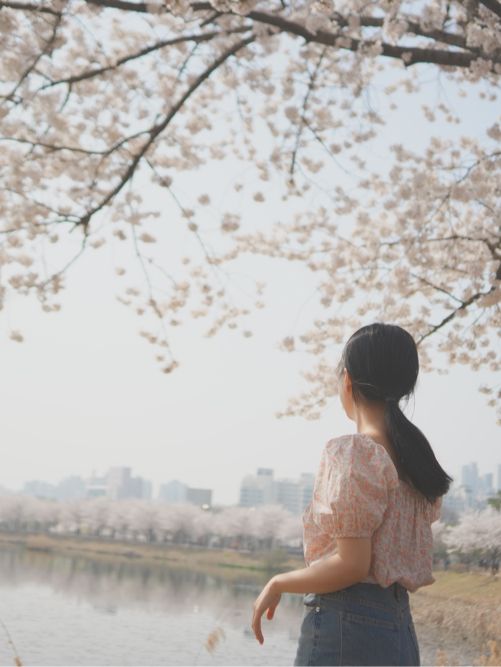 벚꽃 명소 🌸 서울에 석촌호수가 있다면 수원에는 만석공원!  