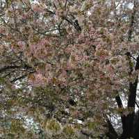 岡山 ｜後樂園河畔賞櫻花🌸快閃之旅