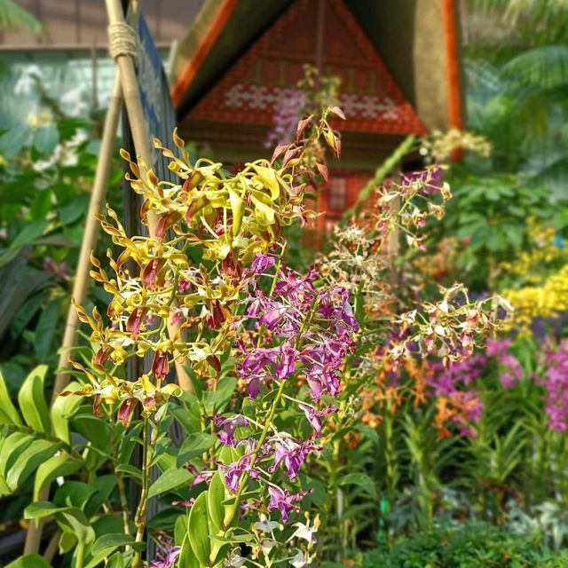 Orchid Extravaganza @ The Flower Dome