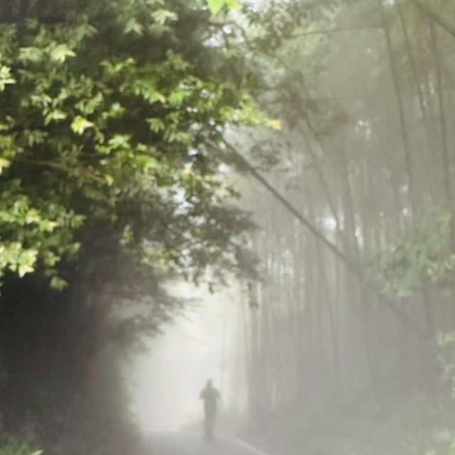 阿里山 隙頂象山 茶林步道