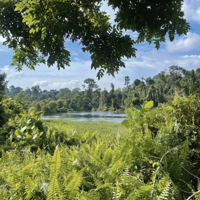 MacRitchie Reservoir ☀️🍀