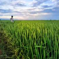 Beautiful paddy fields in Sekinchan! 🌾