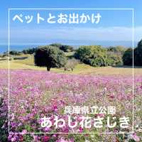 【ペットとお出かけ】コスモス畑が広がる秋の「あわじ花さじき」へ