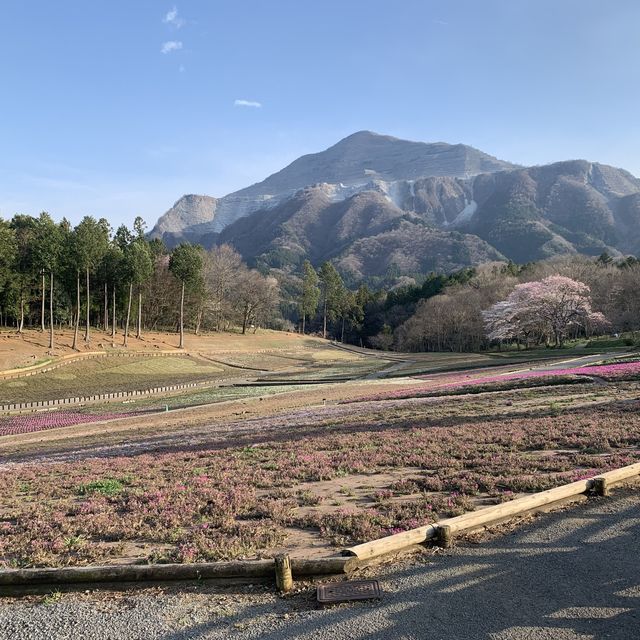 【秩父】羊山公園