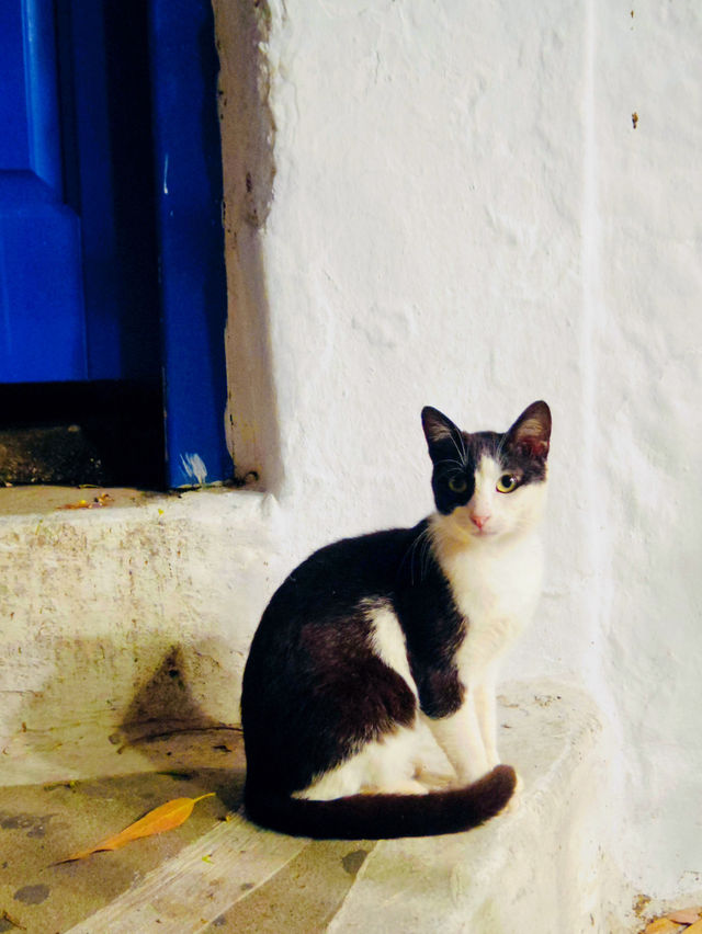 【ミコノス島🇬🇷】ねこ好き必見！ねこの島🐈‍⬛🐈🐾