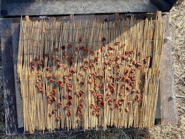 一個月意大利自由行 —— Day 14：西西里農場體驗日👩🏼‍🌾