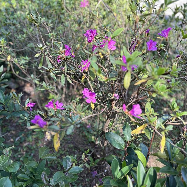 現代與懷舊
