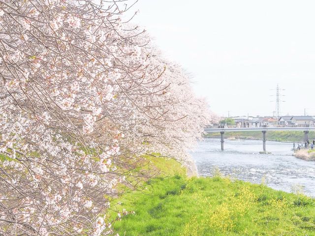 知る人ぞ知る、富士山と桜の名所『龍巌淵』MAPあり！