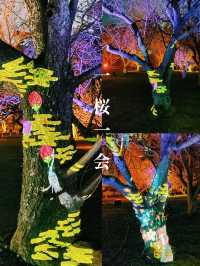  【京都】2024年も開催決定！世界遺産二条城で楽しむ夜桜イベント🌸🏯