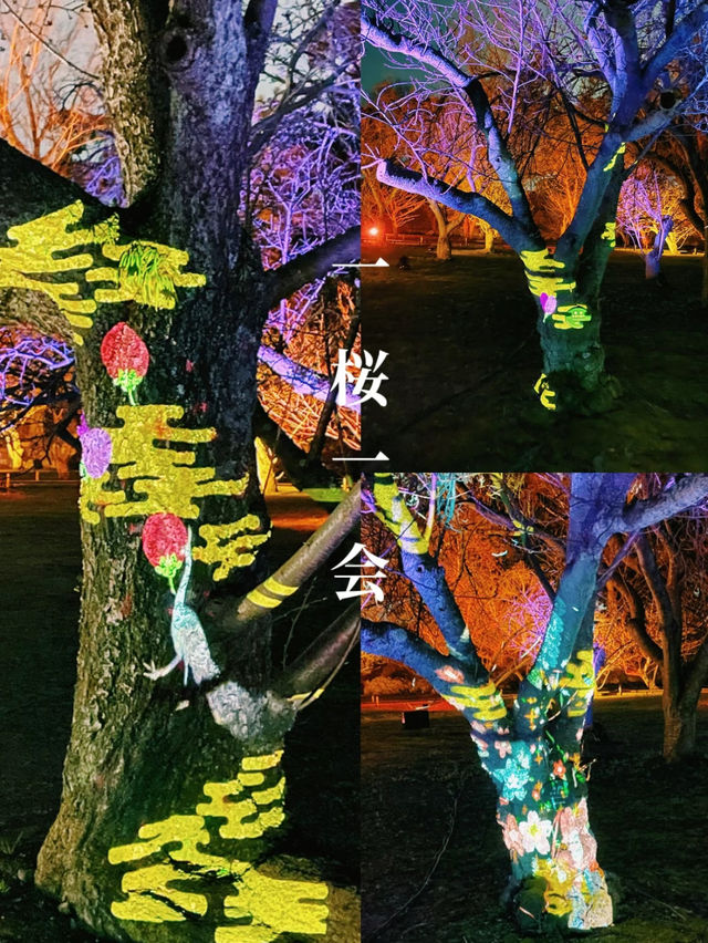  【京都】2024年も開催決定！世界遺産二条城で楽しむ夜桜イベント🌸🏯