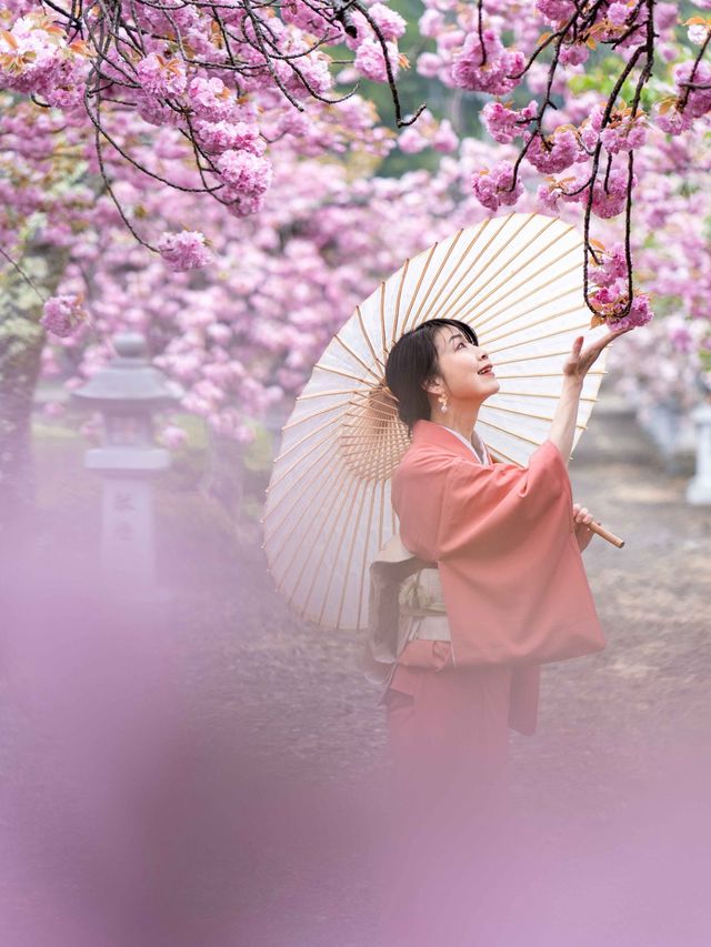 幾重にも重なった美しい花びらの遅咲きの桜🌸八重桜