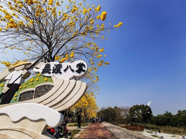 「嘉義八掌溪黃金風鈴花」春天賞花，散步的最佳去處，花期10-14天