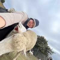 Feed roaming sheeps in Taiwan