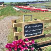 The Table Cape Tulip Farm, Tasmania 🇦🇺