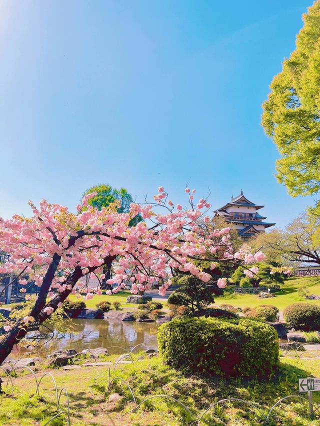 【長野】お城とサクラの絶景穴場スポット