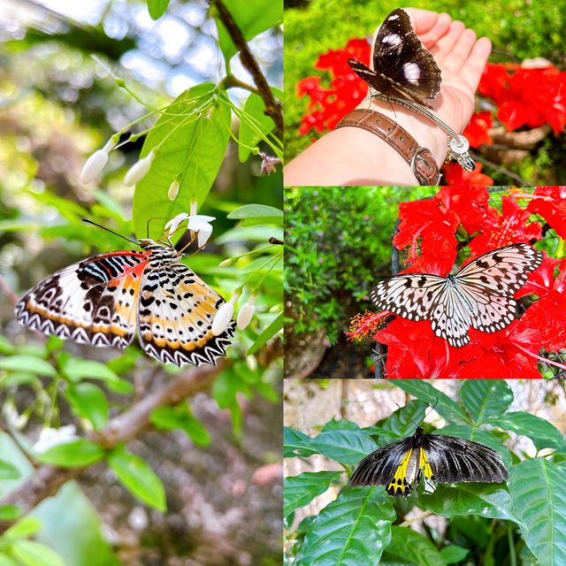 Entopia Butterfly Farm for Nature Lovers