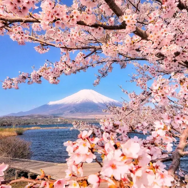 일본의 벚꽃