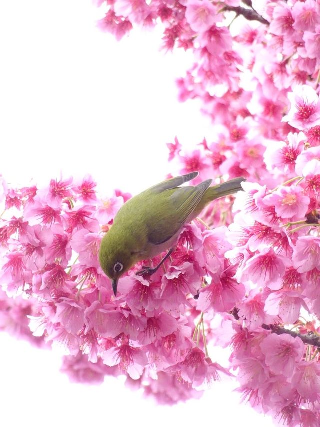 【荏原神社/東京都】寒緋桜が美しい神社