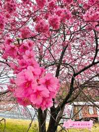 【川津来宮神社/静岡県】鮮やかな河津桜と大楠