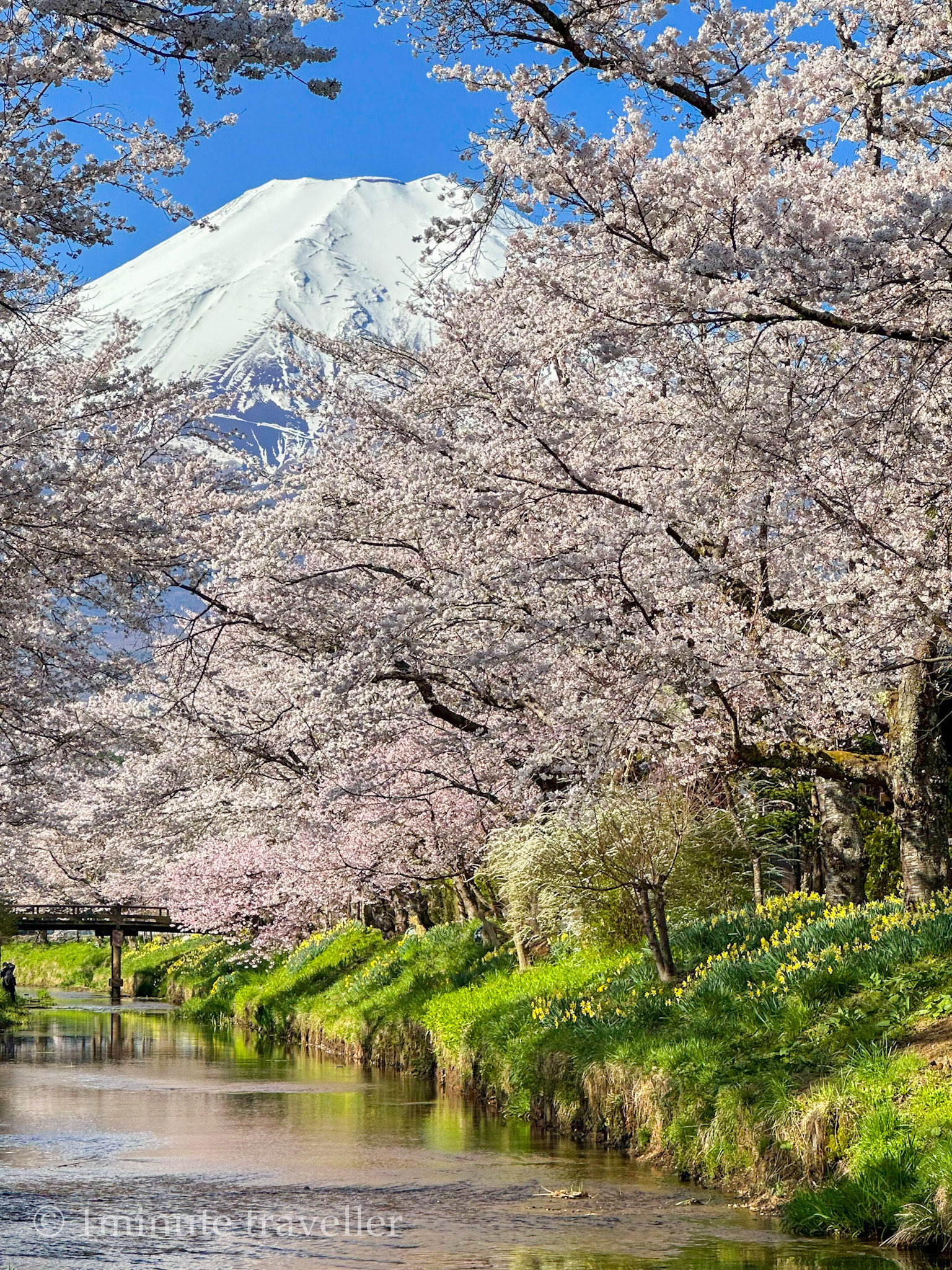 おまとめ二点　大自然　風と桜 おまとめ二点 大自然 風と桜