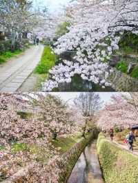 🌸哲學之道：京都山麓的春日漫步🌸