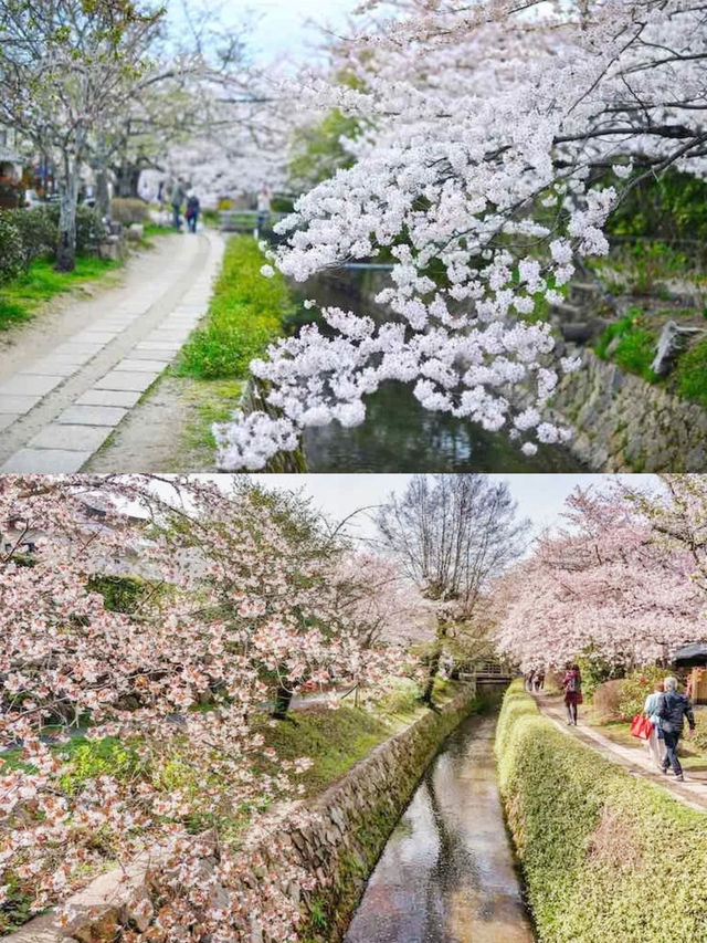 🌸哲學之道：京都山麓的春日漫步🌸